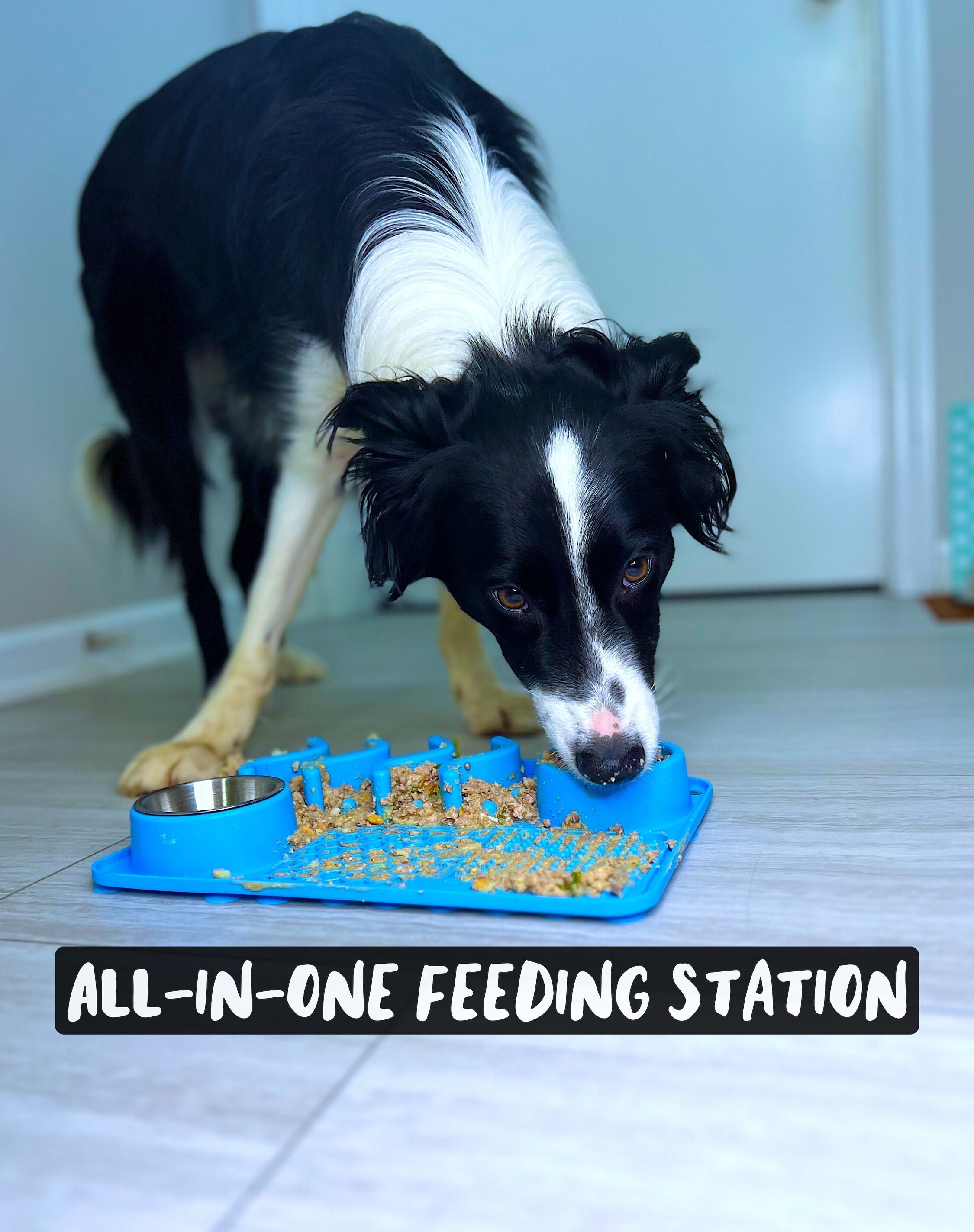 All in one dog feeding station online