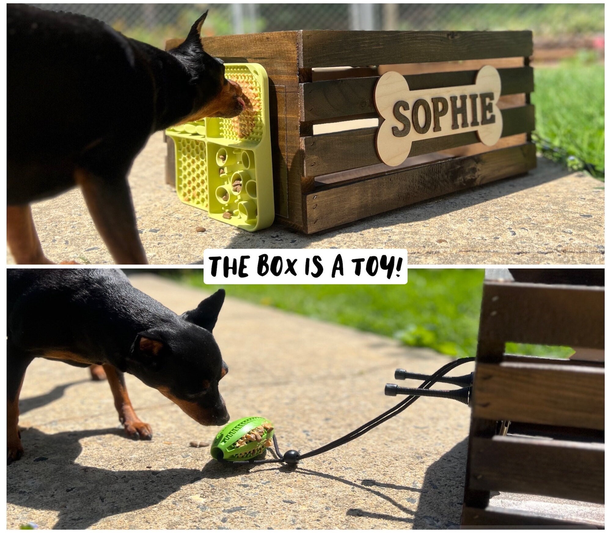 DIY Dog Enrichment Toys: Sparking Joy and Mental Stimulation - COAPE