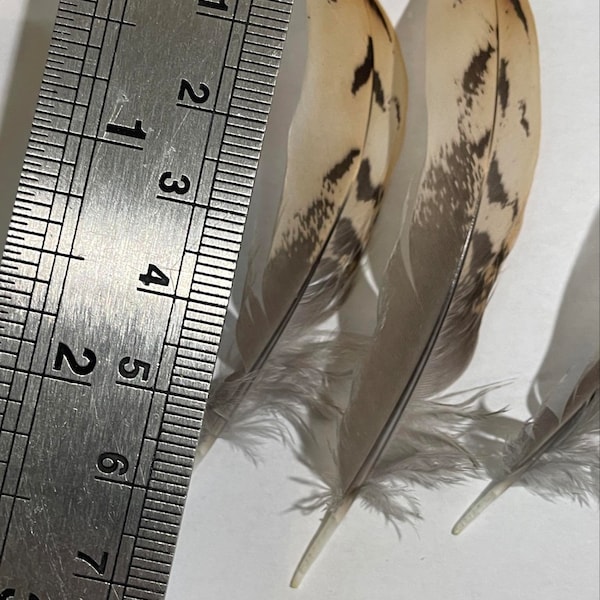 Quail feathers