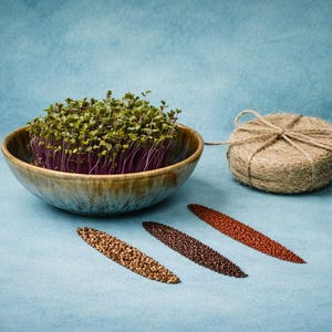 Könnte beinhalten: Eine Keramikschale gefüllt mit Microgreens, mit violetten Stielen und grünen Blättern. Drei Saatgut-Haufen in Braun- und Rottönen sind auf einer blauen Oberfläche angeordnet. Ein schnurgepacktes Bündel liegt daneben.