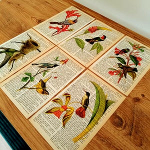 Set of 6 Birds Prints, Hummingbird Print Set, Hummingbird Decor, Nature Art, Large Wall Art, Hummingbirds, Folk Art, Contemporary Art