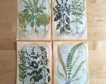 Vintage Botanical Print on 80-Year-Old Dictionary Page -Antique Herb Illustration Wall Art | Cottagecore Botanical Decor- Botanical Gift Art