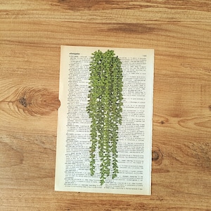 Op de afbeelding: Een vintage woordenboekpagina met het woord "elongate" gemarkeerd. Een groene plant met lange, hangende ranken is over de pagina gelegd. De plant is een soort succulent met kleine, ronde bladeren.