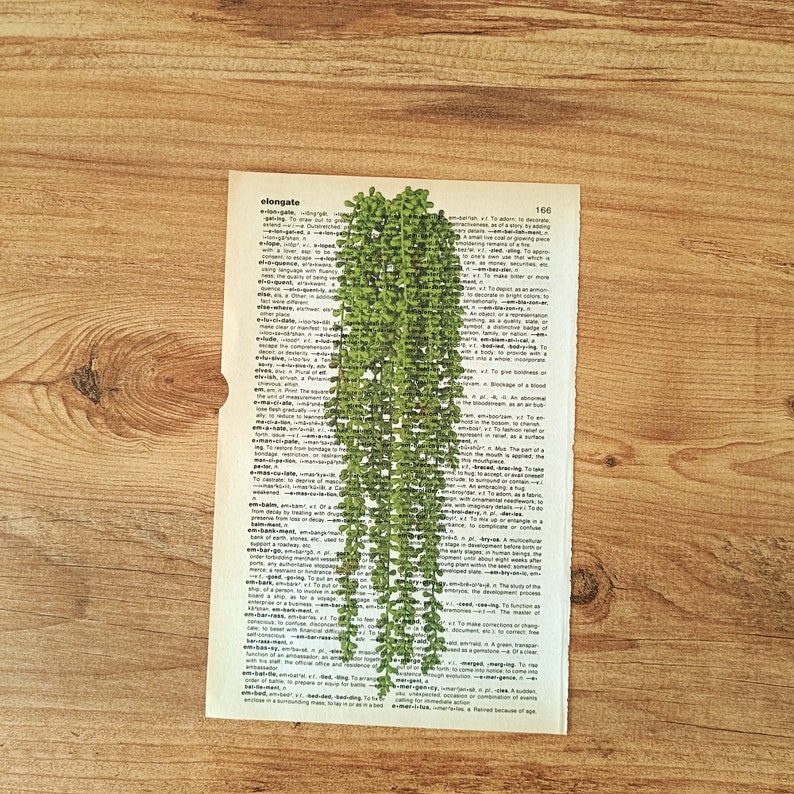 Op de afbeelding: Een vintage woordenboekpagina met het woord "elongate" gemarkeerd. Een groene plant met lange, hangende ranken is over de pagina gelegd. De plant is een soort succulent met kleine, ronde bladeren.