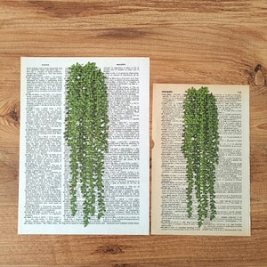 Op de afbeelding: Twee pagina's uit een vintage woordenboek met een groene, bladerrijke plantenillustratie die op elke pagina is afgedrukt. De tekst op de linkerpagina bevat het woord "accessible" en de tekst op de rechterpagina bevat het woord "elongate".