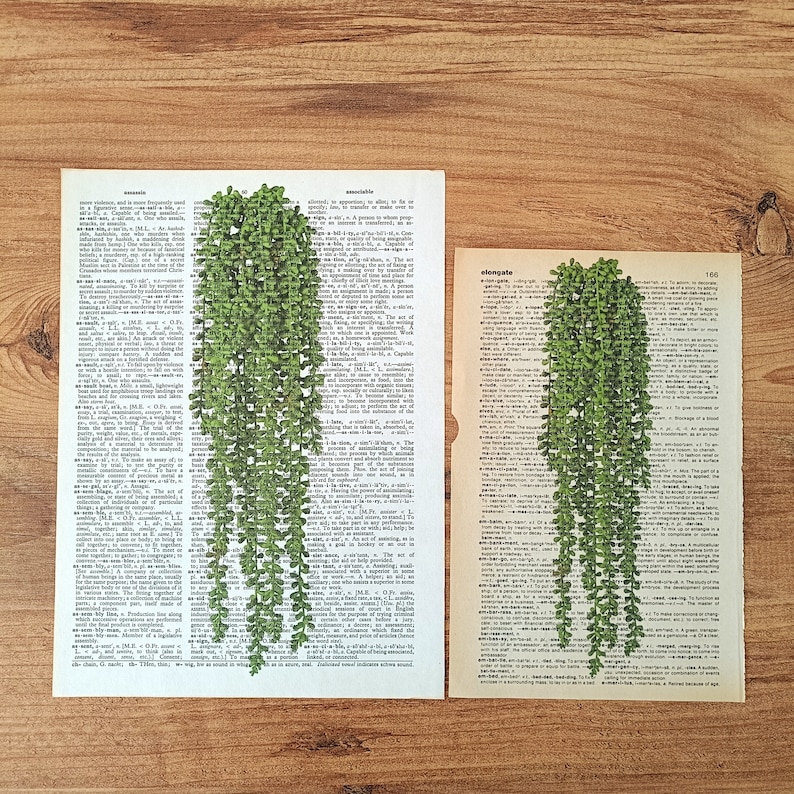 Op de afbeelding: Twee pagina's uit een vintage woordenboek met een groene, bladerrijke plantenillustratie die op elke pagina is afgedrukt. De tekst op de linkerpagina bevat het woord "accessible" en de tekst op de rechterpagina bevat het woord "elongate".