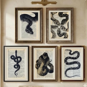 Può includere: Sei stampe artistiche di serpenti incorniciate. Ogni stampa presenta un'illustrazione di serpente in bianco e nero su una pagina di libro vintage. Le cornici variano per colore e stile, creando un'estetica da parete da galleria. Le illustrazioni di serpenti sono dettagliate e artistiche.