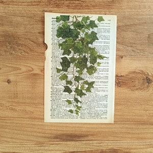 Op de afbeelding: Een vintage woordenboekpagina met een groene klimop plant die aan de zijkant omhoog groeit. De pagina is open op de definitie van "devious".