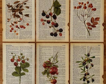 Kitchen Gallery Art Set, Fruit Print, Dictionary Prints, Kitchen Decoration, Botanical Prints, Floral Prints, Vintage Botanical Fruit Print