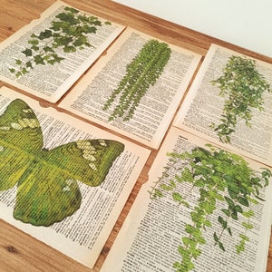 Op de afbeelding: Vijf pagina's uit een vintage woordenboek met groene botanische illustraties van klimop en een vlinder. De pagina's zijn licht vergeeld en hebben een versleten, antieke uitstraling.