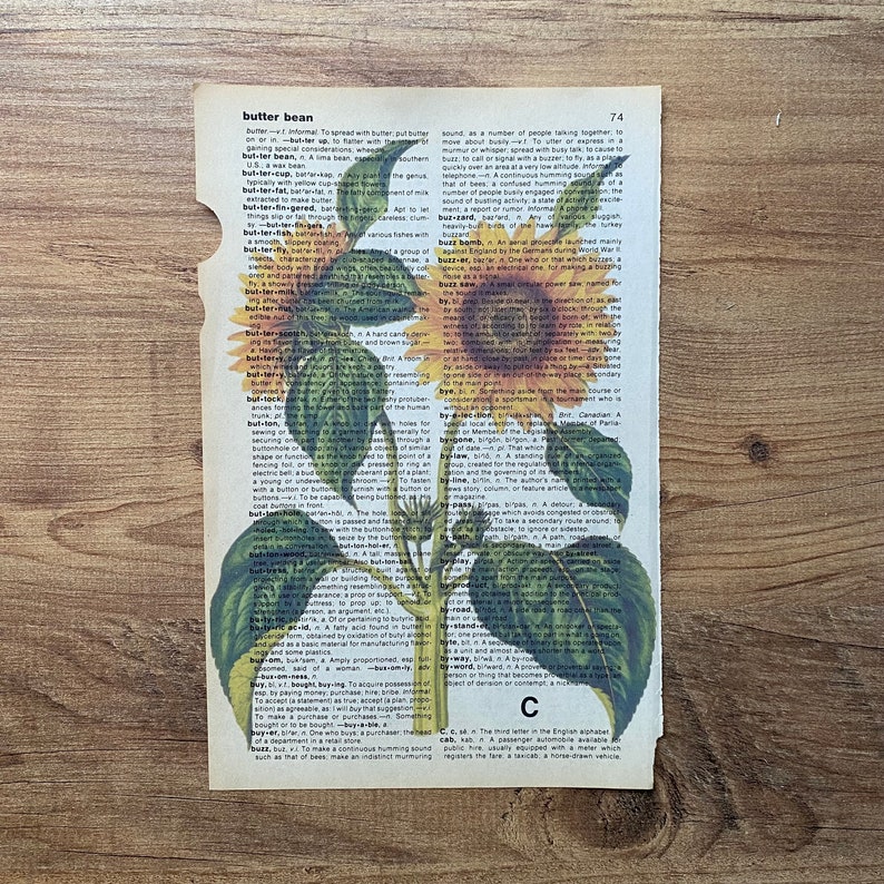 May include: A vintage dictionary page with a definition for the word "butter bean" and a botanical illustration of sunflowers with green leaves. The page is yellowed with age and has a rustic, vintage aesthetic.