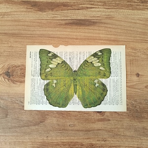 Op de afbeelding: Een groene vlinder met witte markeringen is afgedrukt op een pagina van een vintage boek. De vlinder is gecentreerd op de pagina en het boek ligt op een houten oppervlak.