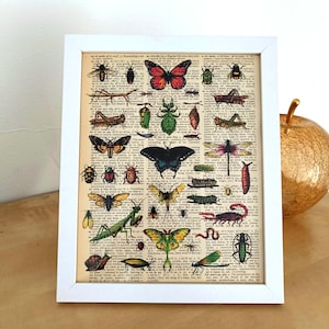 Vintage gerahmter Insektendruck, Vintage Dekor, Vintage Insektendruck, Antike Insektendrucke, Entomologiedruck, Schmetterlingsbild, Geschenk für Biologen