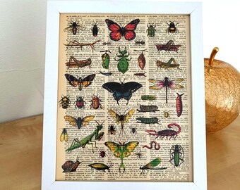 Framed Vintage Insect Print on Dictionary Page - Entomology Art