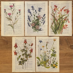 Dictionary Art; Wildlowers, Flower Print, Flower Line Art, Antique Botanical, Nature Art Print, Flower Painting, Wildflower Dictionary Print