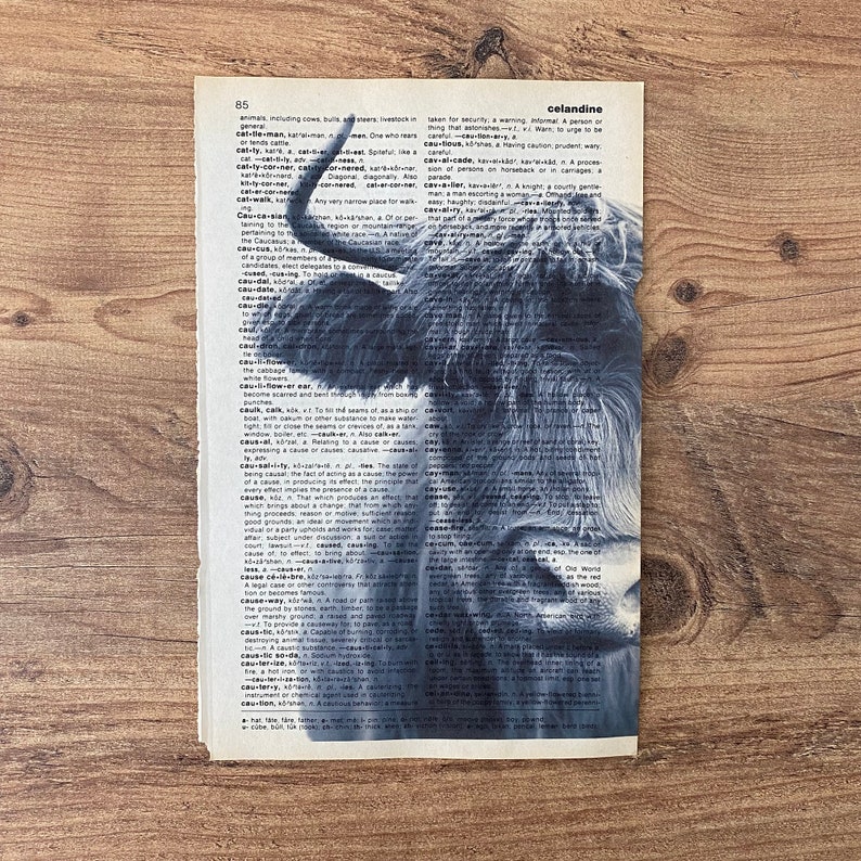 May include: A monochrome print of a Highland cow is superimposed on a vintage dictionary page. The cow's detailed features stand out against the aged paper and text, creating a unique piece of wall art.
