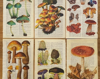 Set of 6 Mushroom Dictionary Print, Mushroom Poster, Vintage Mushroom, Botanical Art Print, Morel Mushrooms, Mushroom Theme, Trendy Poster