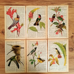 Set di 6 stampe vintage, colibrì, decorazione colibrì, arte della natura, regalo per lei, grande arte da parete, colibrì, arte popolare, arte contemporanea