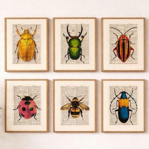 May include: Six framed insect prints. Each print features a detailed illustration of a different insect, including a beetle, bee, and ladybug, set against a vintage dictionary page background. The frames are a light brown color.