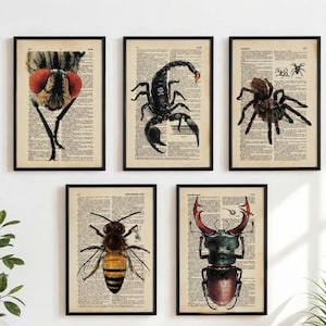 Può includere: Un set di cinque stampe incorniciate con sfondi di pagine di dizionario vintage, raffiguranti illustrazioni dettagliate di una mosca, uno scorpione, un ragno, un'ape e un cervo volante, ciascuna in una cornice nera.