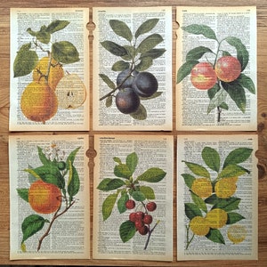 Póster de frutas vintage, fruta, botánica, arte culinario, decoración de casa de campo, cocina de campo, decoración de fresas, arte mural de cocina, póster vintage
