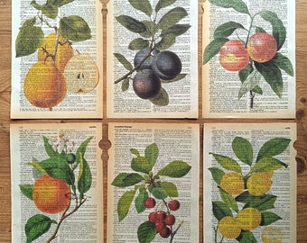 Vintage Fruit Poster, Fruit, Botanical, Food Art, Farmhouse Decor, Farmhouse Kitchen, Strawberry Decor, Kitchen Wall Art, Vintage Poster