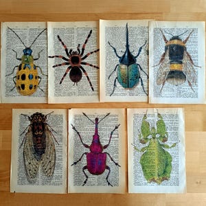 Set of 6 Insect Dictionary Prints–Vintage Bug Wall Art–Entomology Illustration Home Decor-Bug Art Print Set–Entomology Decor-Bug Lover Gift