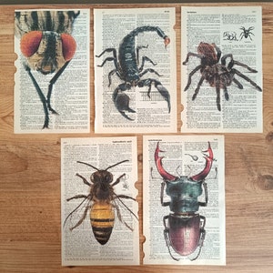 Art insecte, impression de dictionnaire, art mural éclectique, impression d'abeille, scorpion, impression d'insecte, araignée, insectes, ensemble d'impressions, impression unique, impressions de livre, abeille