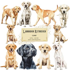Labrador Retriever Clipart, Cute Baby Labrador Dog Puppy Clipart, Chá de Bebê Aniversário Festa de Berçário Clipart PNG, Uso Comercial