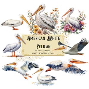 Amerikanischer weißer Pelikan Vogel Clipart, Blumen Pelikan Clipart, Amerikanischer Pelikan Clipart, Babyparty-Geburtstag PNG Clipart