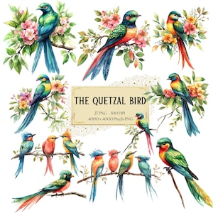 Quetzal Bird Clipart, Floral Quetzal Bird Clipart, Birthday Baby Shower Party Graphics, For Tshirt Cards Mugs Png