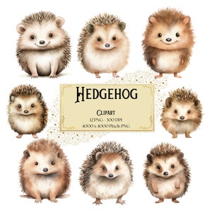 Clipart hérisson, hérisson aquarelle, clipart animaux de la forêt, animaux de la forêt des bois Png, baby shower anniversaire fête graphiques