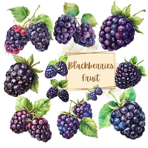 Blackberry Clipart, Blackberries Plant Fruit Clipart, Cute Blackberry Birthday Baby Shower Party Graphics, Nursery Decor Wall Art, Fruit PNG