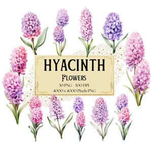 Hyacinth Flower Clipart, Purple Hyacinth Floral Clipart, Pink Hyacinth Valentines Wedding PNG, Hyacinth Bridal Shower Bride PNG Clipart