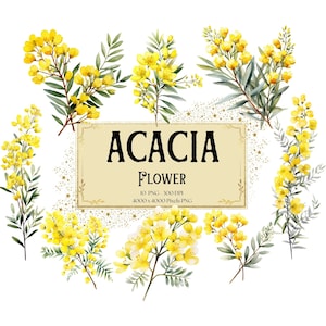 Acacia bloem clipart, gele acacia bloemen clipart, Acacia Valentines bruiloft PNG, Acacia bruids douche bruid PNG clipart, instant