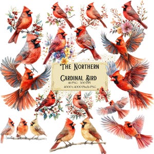 Roter Kardinalvogel Clipart, Der nördliche Kardinalvogel Clipart, Weihnachten Kardinalvogel Geburtstag Babyparty Png, Kinderzimmer Dekor Png