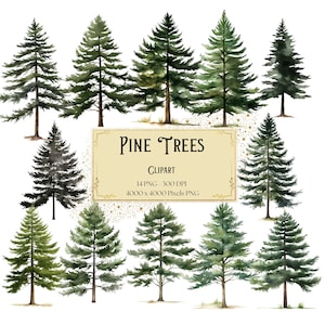 Clipart albero di pino, Clipart alberi forestali boschivi, PNG alberi di pino, Clipart alberi forestali ad acquerello, per t-shirt, carte tazze, download istantaneo