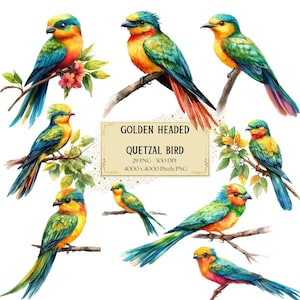 Golden Headed Quetzal Bird Clipart, Floral Quetzal Bird Clipart, Birthday Baby Shower Party Graphics, For Tshirt Cards Mugs Png