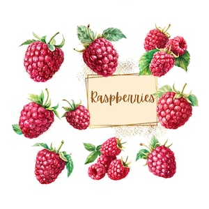 Himbeeren Clipart, Himbeeren Pflanze Obst Clipart, süße Himbeeren Geburtstag Baby Shower Party Grafiken, Kinderzimmer Dekor Wandkunst, Obst PNG