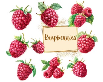 Raspberry Clipart, Raspberries Plant Fruit Clipart, Cute Raspberry Birthday Baby Shower Party Graphics, Nursery Decor Wall Art, Fruit PNG