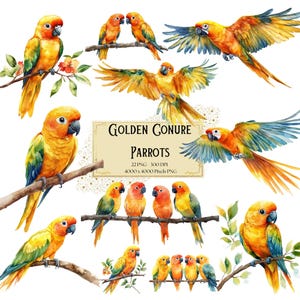 Golden Conure Parrot Bird Clipart, Golden Conure Tropical Exotic Parrot Bird Birthday Baby Shower Party Graphics, Para Tshirt Cartões Canecas Png