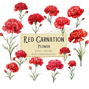Rote Nelke Blumen Clipart, Rote Nelke Blumen Clipart, Botanische Nelke Valentinstag Hochzeit PNG, Nelke Brautparty Braut PNG