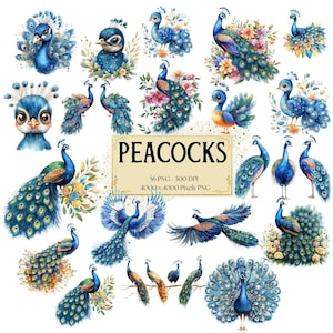 孔雀の束のクリップアート、花の孔雀の鳥のクリップアート、赤ちゃんの孔雀のクリップアート、水彩画のクリップアート、孔雀の鳥の誕生日のベビーシャワーの PNG クリップアート