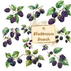 Blackberry Branch Clipart, Blackberries Basket Fruit Clipart, Cute Blackberry Birthday Baby Shower Party Graphics, Nursery Decor Wall Art