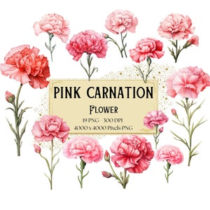 Pink Carnation Flower Clipart, Pink Carnation Floral Clipart, Botanical Carnation Valentines Wedding PNG, Carnation Bridal Shower Bride PNG