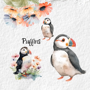 Clipart acquerello Puffin, Clipart di uccelli Puffin del pappagallo del mare irlandese, grafica PNG per compleanno Baby Shower, arte della parete della decorazione della scuola materna, PNG animale