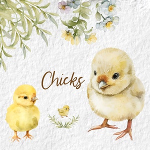 Imágenes prediseñadas de pollito, imágenes prediseñadas de acuarela de pollito bebé, fiesta de cumpleaños de baby shower PNG, arte de pared de decoración de guardería, PNG de animales de granja de primavera