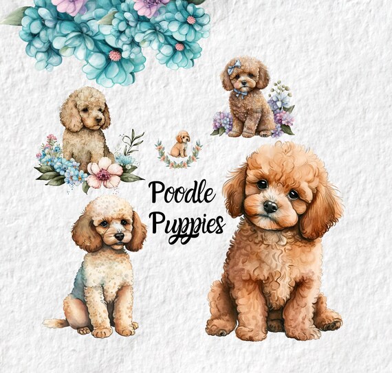 Cute baby clearance poodle
