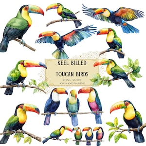 Keel-Billed Toucan Bird Clipart, Toucans Bird Clipart, Tropical Toucan Bird Clipart, Birthday Baby Shower Party Graphics, Nursery Decor
