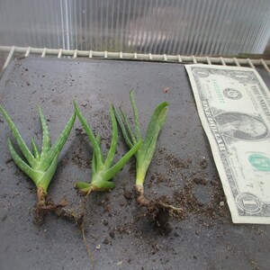 Aloe Plant Miller - Etsy